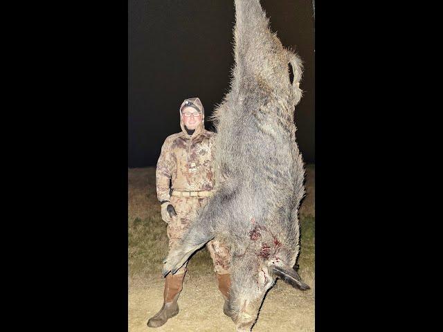 Night Vision Hog Hunting : Huge Boar Down at Close Range 35 yards! Texas Hunting