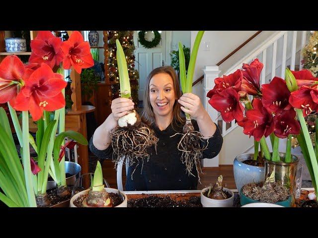 My Amaryllis Passion Grows! How to Plant, Propagate, & Rebloom Amaryllis Bulbs + Cut Amaryllis Tips!