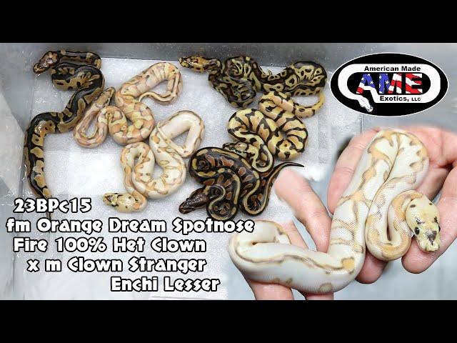 Orange Dream Spotnose Fire 100% Het Clown x Clown Stranger Enchi Lesser 23BPc15 AME