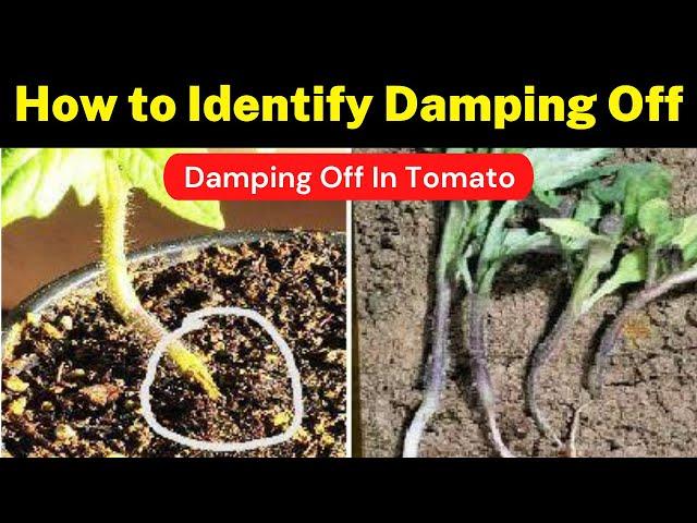 How to Identify Damping Off  In Tomato (Full Management) | Damping Off |  Krishi Network