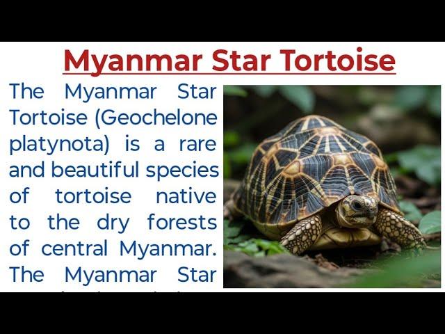 myanmar star tortoise essay in english | myanmar star tortoise essay | Endangered Species Essay