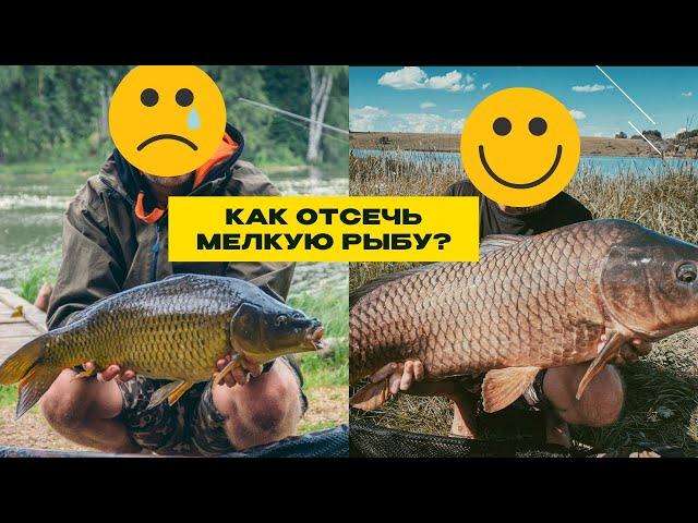 КАК ОТСЕЧЬ МЕЛКУЮ РЫБУ? Что можно изменить, чтобы поймать крупного карпа? Вопросы о КАРПФИШИНГЕ