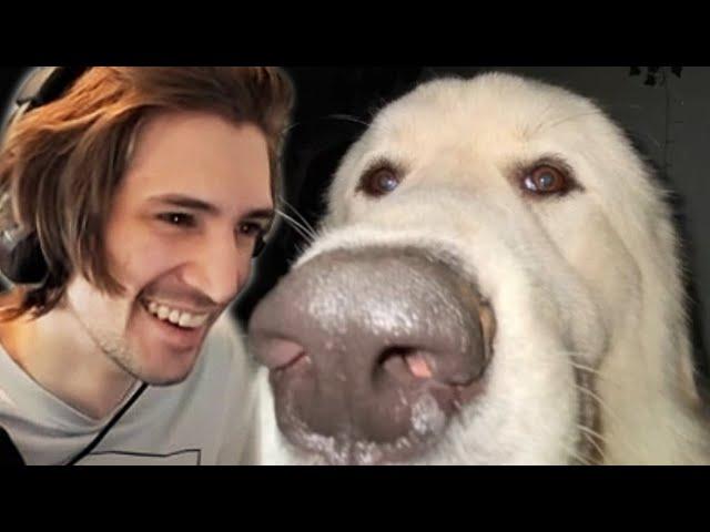 xQc CAN'T STOP LAUGHING at UNUSUAL MEMES COMPILATION V145