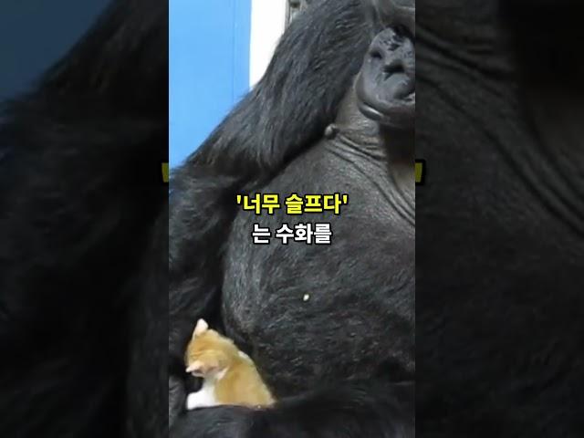 고릴라가 말하는 사후세계 #shorts