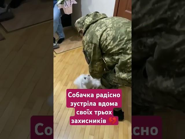 Cобачка радісно зустріла вдома своїх трьох захисників : yana_atoderesi/tiktok