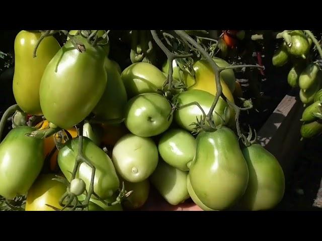 Я нашла идеальную схему посадки Томатных Гномов. Показываю наглядно!