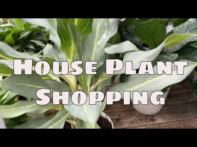 Home Depot Big Box House Plant Shopping Tour with Buying Tips Florida