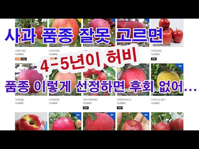 사과 품종 잘못 고르면 4-5년이 허비. 품종 이렇게 선정하면 후회 없어. 품종을 고르는데도 사전 지식 필요해. 사과 품종 선정을 위한 안내. 품종 고르기 위한 사전 지식)