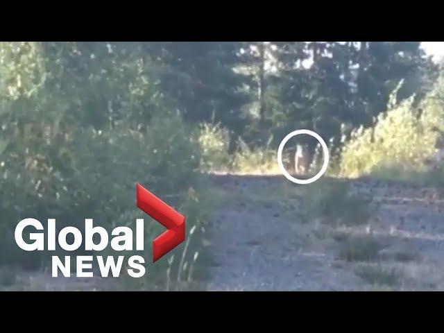 B.C. woman fends off wild cougar by blasting Metallica song