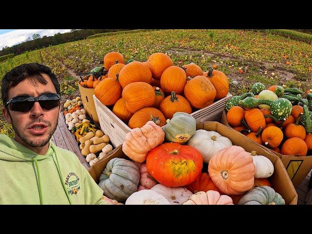 Pumpkin Harvest Overload!!!