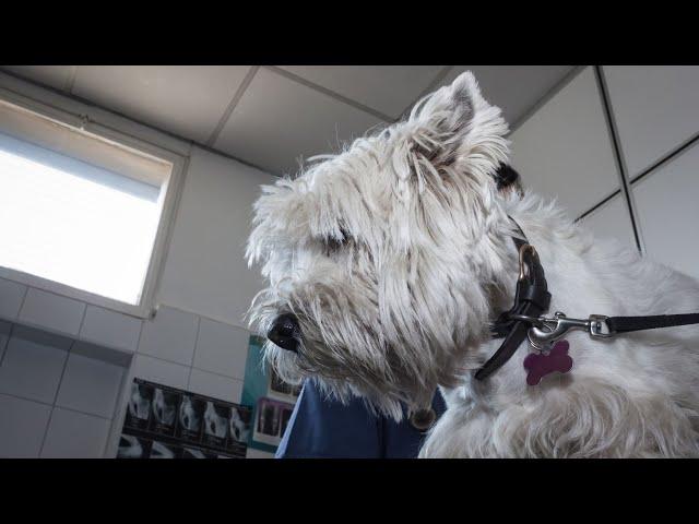 West Highland White Terrier vs Scottish Terrier: Breed Comparison