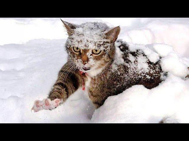 Funny Cats Overreacting Snow For the FIRST TIME! Funniest Cat Reaction 2024