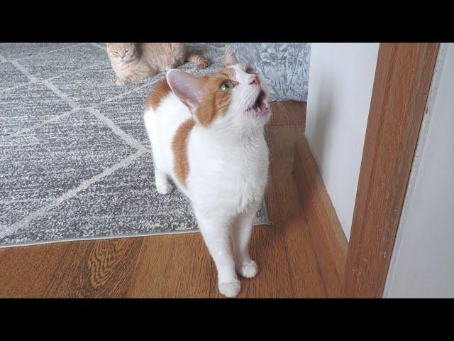 Cat Meowing To Go Outside