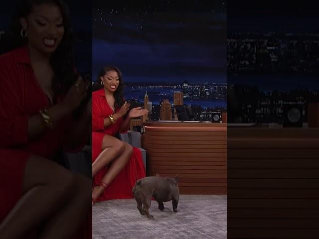 #MeganTheeStallion’s dog 4oe knows his tricks! #shorts