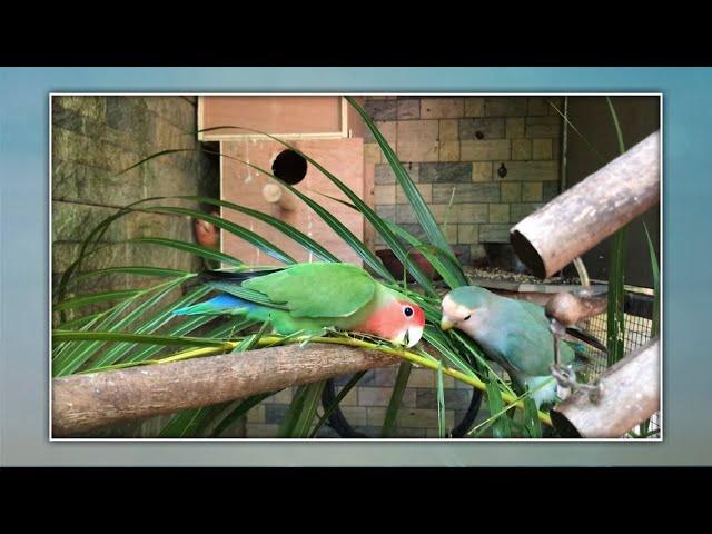 Love Birds Singing | Love Birds Playing | Love Bird Parrots | Zeshan Pets Info