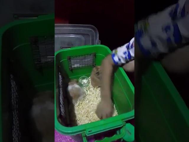 NEW PET NI MATTY BOY KO HAMSTER ️ #WALANGJOVLOGS