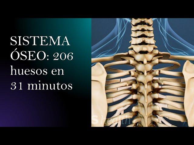 Sistema óseo y sus 206 huesos en 31 mins