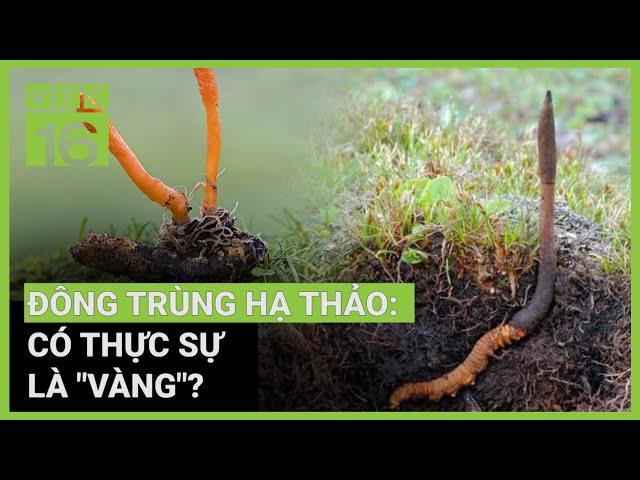 Đông trùng hạ thảo dược tính tốt: Cách nhận biết thế nào? | VTC16