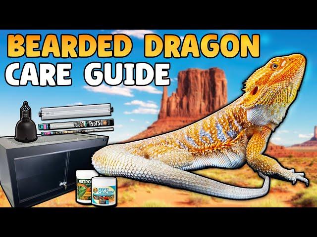 Bearded Dragon Care