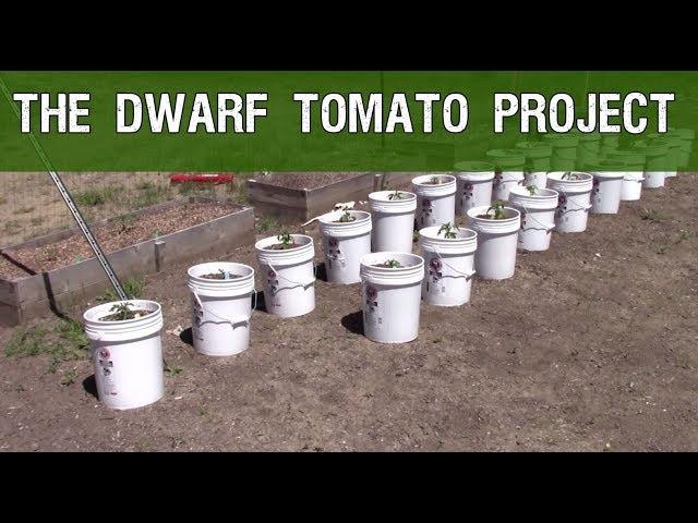 The Dwarf Tomato Project