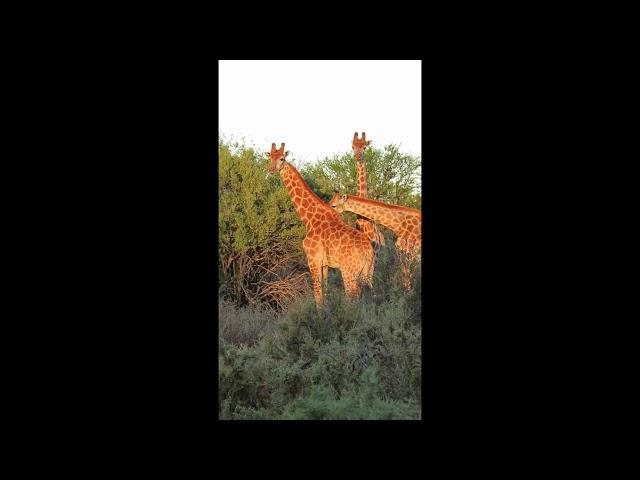 Giraffes