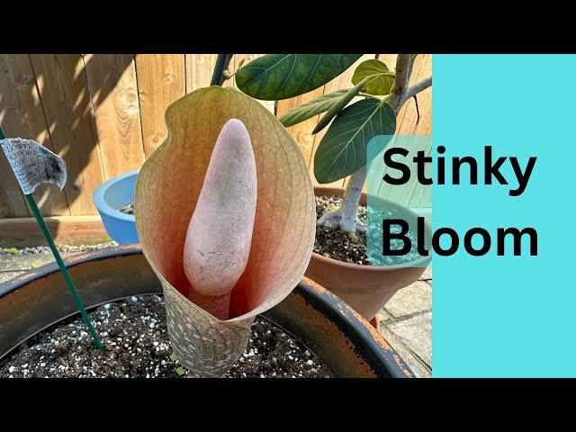 Amorphophallus bulbifer Finially in Bloom