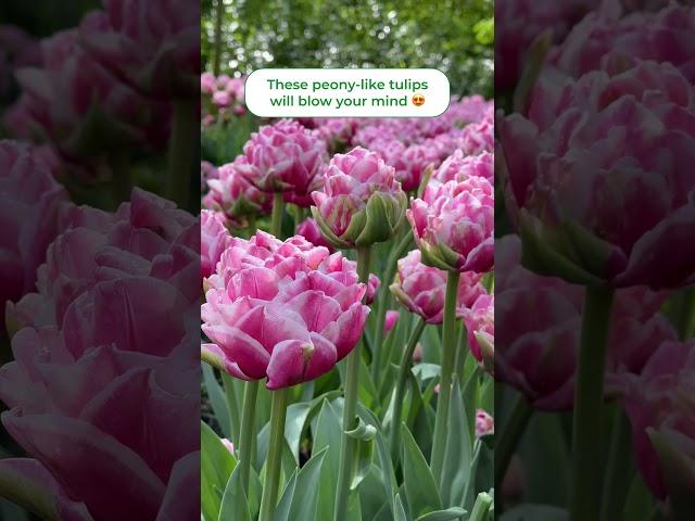 Double tulips are incredible!! #flowergardening #flowerbulbs #tulip #springflowers #fallplanting