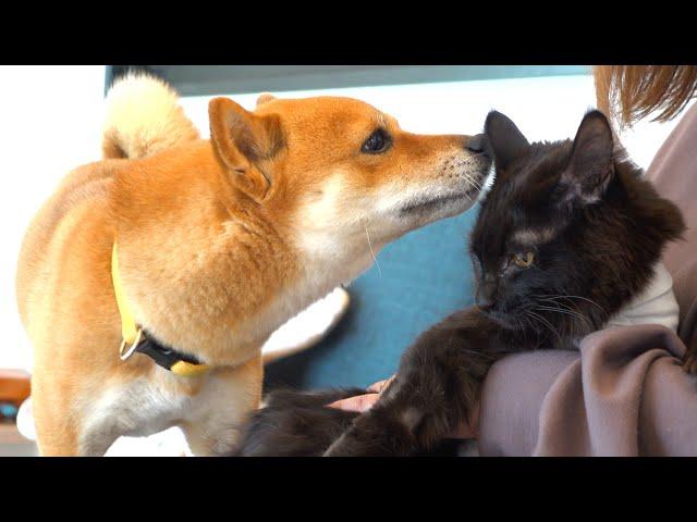 手術後の子猫と柴犬の心温まる瞬間‥涙が止まりませんでした。