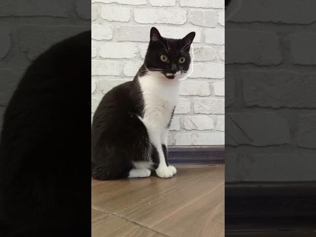 Мурка шарит за тренды#мурка#котик#юмор#шортс#2025 .