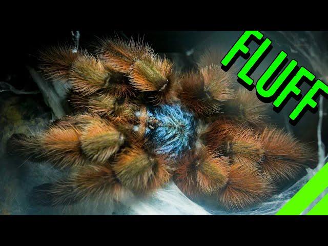 10 FLUFFY Tarantulas YOU HAVE To See To BELIEVE!