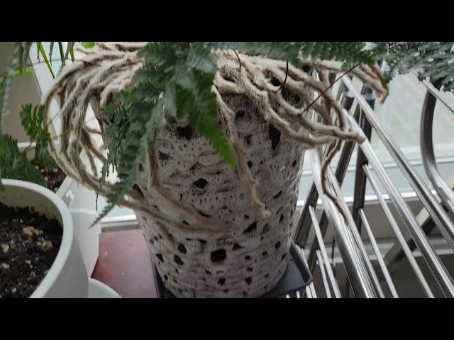 상록 넉줄고사리 / 흰토끼발 고사리 / 후마타 고사리 Squirrel's  (bear's, white rabbit's) foot fern 대왕독거미 타란툴라의 다리를 닮은 고사리