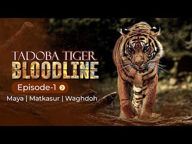 BLOODLINE OF TADOBA TIGERS | MAYA TIGRESS | MATKASUR | WAGHDOH | EP-1 | TADOBA TIGER RESERVE FOREST