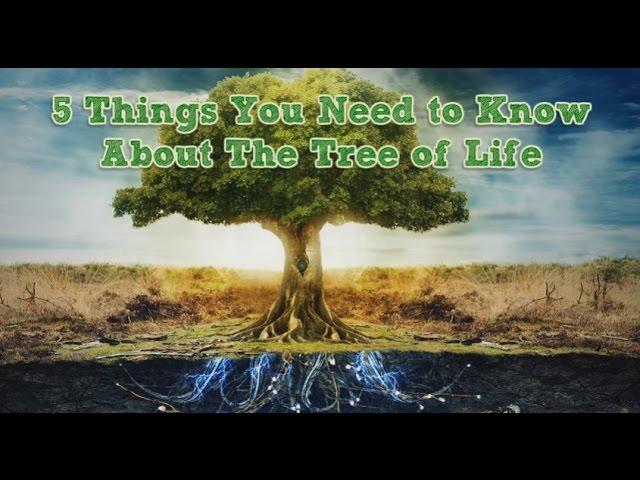 5 Things You Need to Know About The Tree of Life