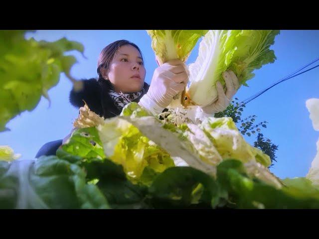 霜冻后蔬菜更好吃，又摘两大包白菜，采摘各种蔬菜，快乐且治愈！