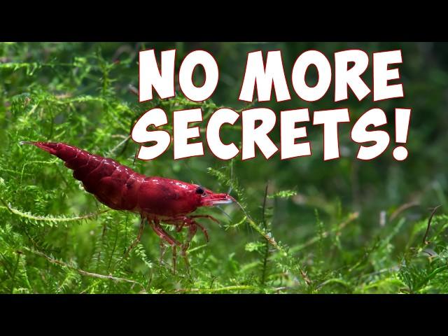 EVERYTHING I Know About Red Cherry Shrimp in 90 minutes!