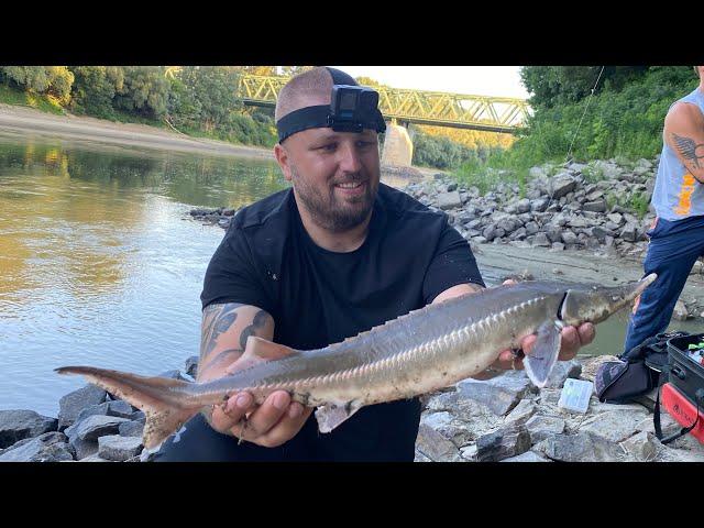 Tiszai kecsege pergetve fogva!  Brutál kirohanással‍ ️( Sterlet spin fishing )