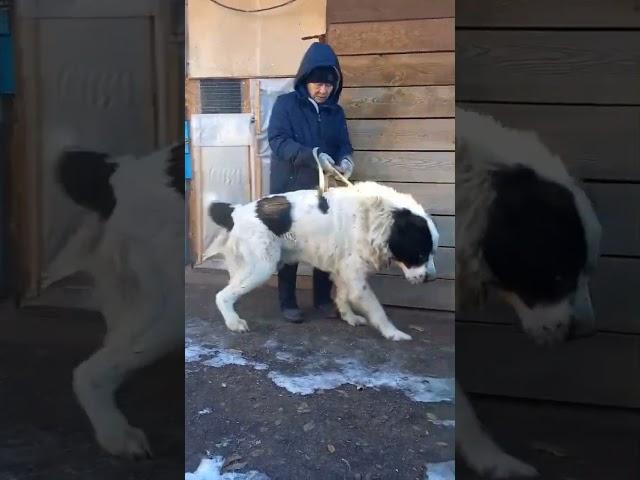 ГИГАНТ .Молодой СУПЕР ТЯЖ.1,5 года ..Сын МАМЛЮКА.Гопод Оренбург. #алабай #собака #животные #собаки #