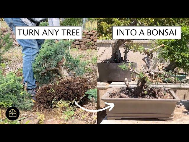 How to Make a Bonsai from a Regular Tree + Garden Tour! | Bonsai Heirloom