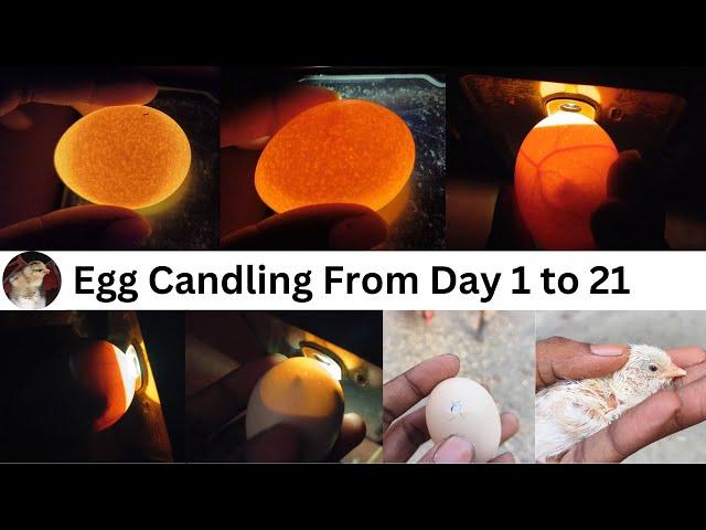 Egg Candling Using Mobile Phone // egg candling from day 1 to 21