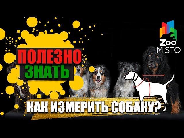 Полезно знать с ZooMISTO | Как измерить собаку?