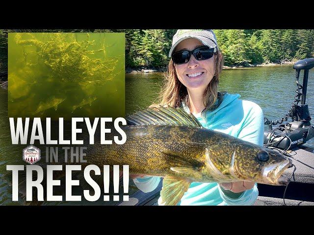 Catching Walleyes in Trees!!! (INSANE Underwater Footage)