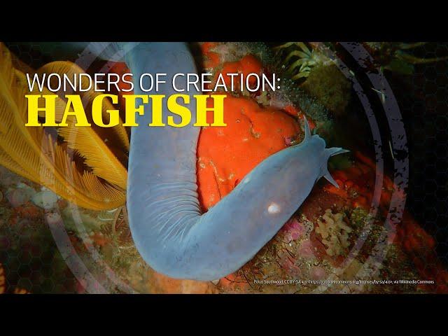 Wonders of Creation: Hagfish