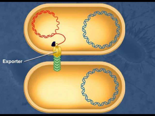 Bacterial Conjugation