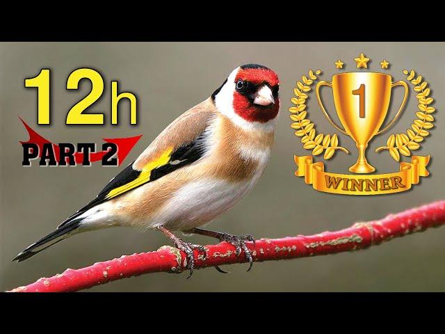 BEST 12h GOLDFINCH Winner - PART 2