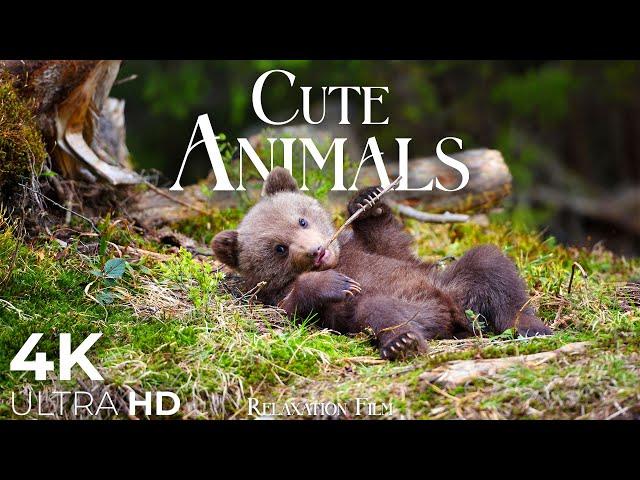 Cute Baby Animals  4K - Relaxation Film with Peaceful Relaxing Music and Animals Video Ultra HD