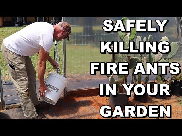 Safely Killing Fire Ant Mounds In Your Garden