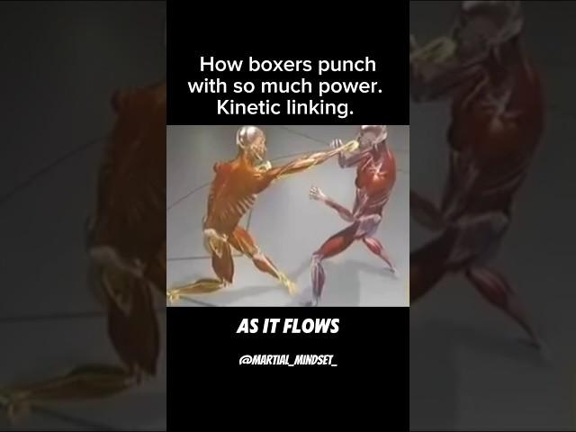 This is HOW Boxers hit so HARD. Kinetic Linking from Fight Science show. #boxing