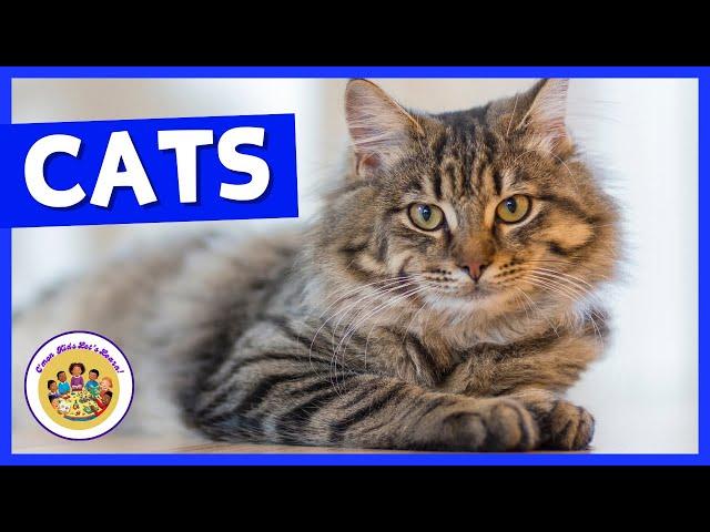 Kids Educational Videos | Kindergarten and Elementary ENGLISH Math SCIENCE |  Fun Facts About Cats!