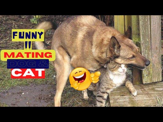 Try Not To Laugh Animals Video 2022 Cat And Dog MATING-BREEDING️️ #158| love animal |