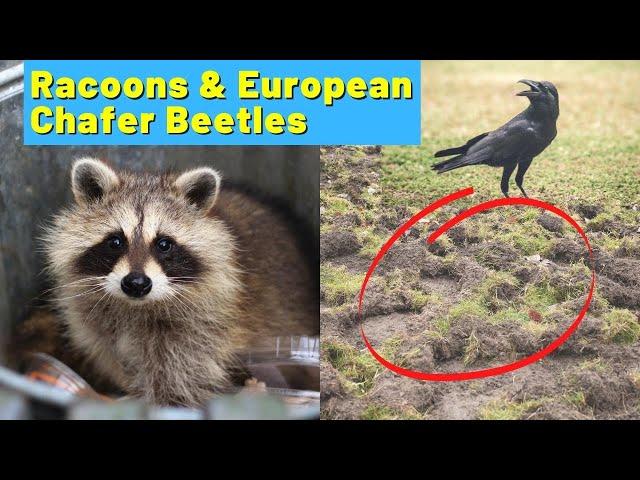 From the Inbox - Dead lawn? European Chafer Beetles and Racoons on the porch & yard